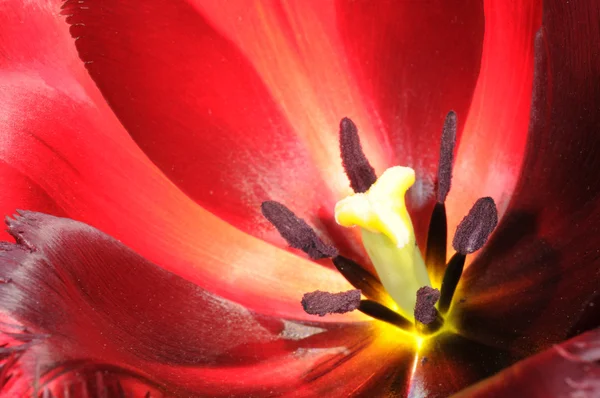Tulipán floreciente — Foto de Stock
