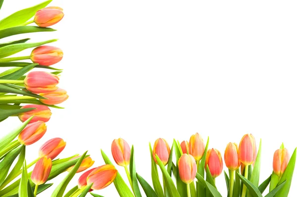 Un marco de tulipanes rojos brillantes — Foto de Stock