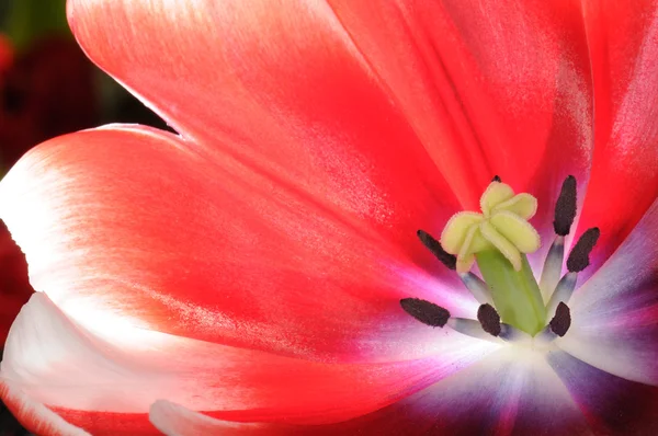 Virágzó tulipán — Stock Fotó