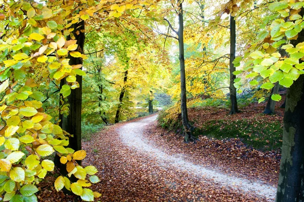 Chute dorée dans la forêt — Photo