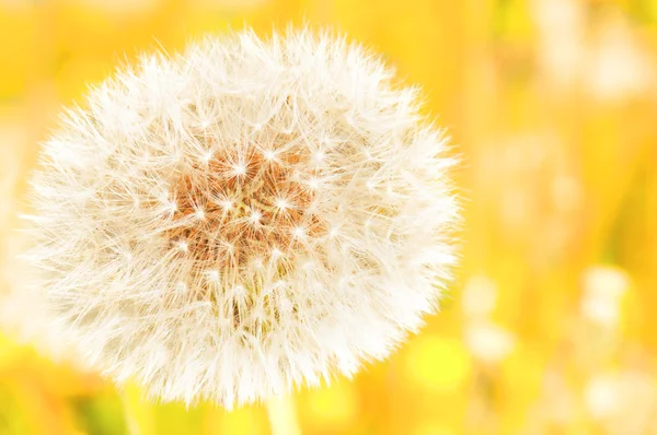 Sunny dandelion — Stock Photo, Image