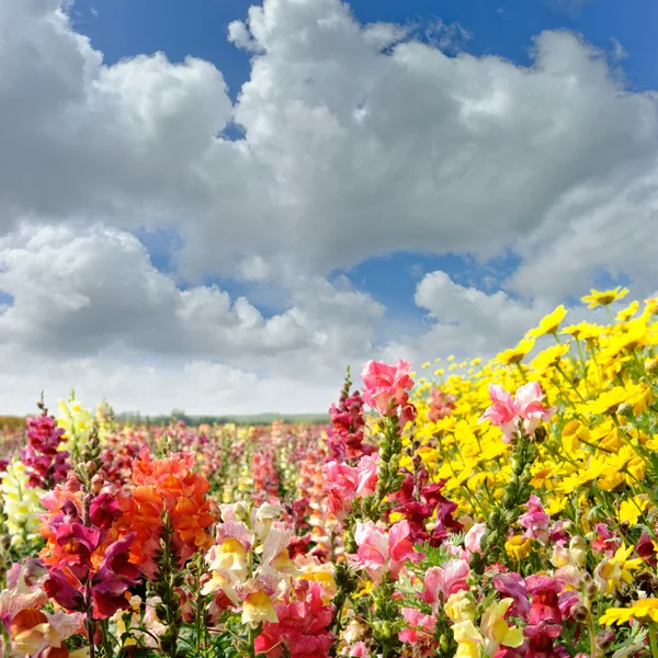 Красочное летнее поле с цветами — стоковое фото