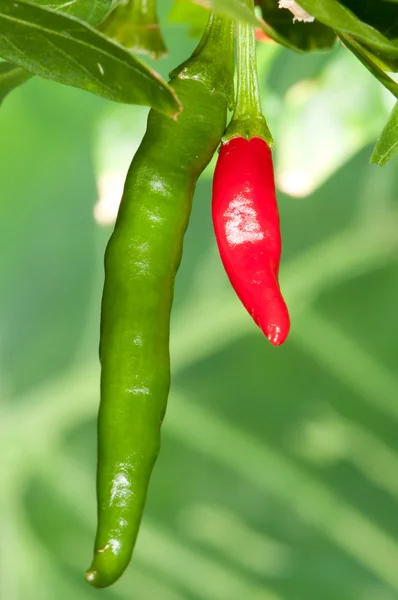 Chileense pepers — Stockfoto