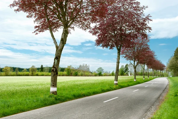 Countryside road — Stock Photo, Image