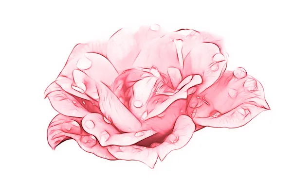 Rose rose illustration — Photo