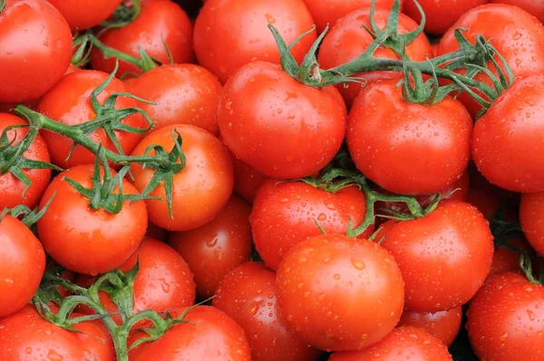 Tomates — Fotografia de Stock