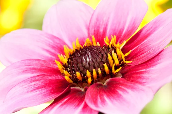 Kleurrijke dahlia — Stockfoto