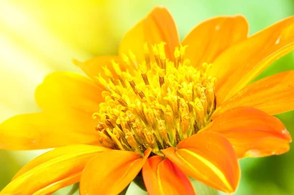 Laranja dahlia — Fotografia de Stock