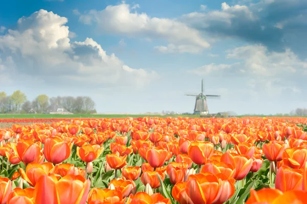 Rode tulp veld — Stockfoto