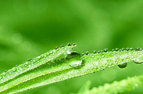 Bir çim üzerinde dewdrops yapraklar — Stok fotoğraf