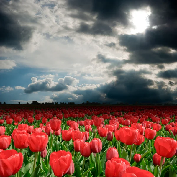 Campo tulipa com nuvens de tempestade — Fotografia de Stock