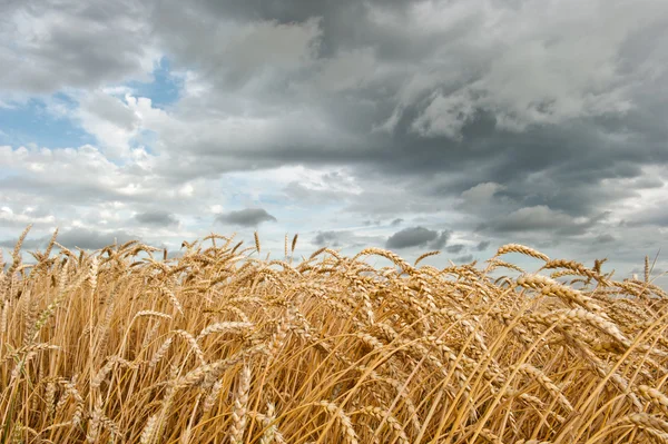 Campo de trigo — Fotografia de Stock