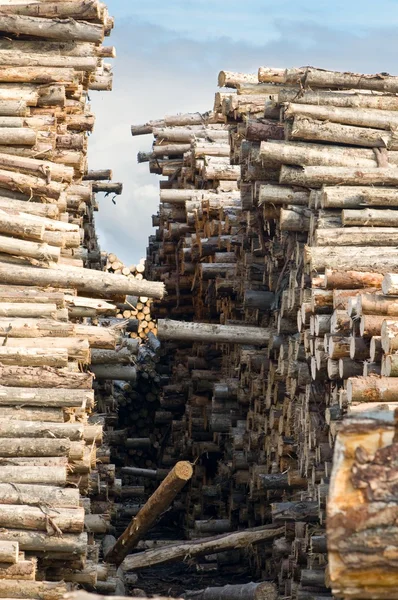 Stapel von Baumstämmen — Stockfoto