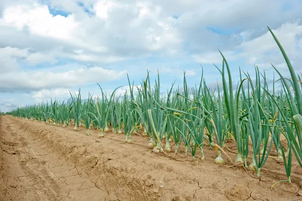 Onion field — Stock Photo, Image