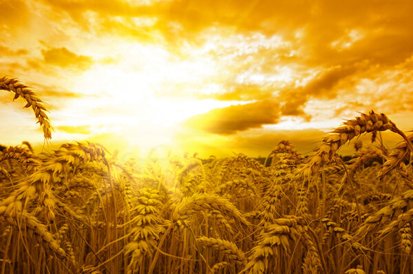 Золотой закат над пшеничным полем