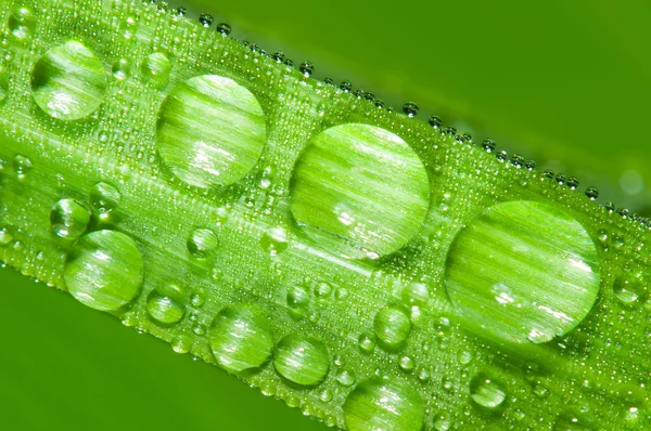 மழை துளிகள் — ஸ்டாக் புகைப்படம்