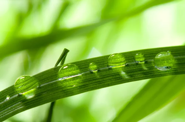 Dewdrops on the grass leafs — Stock Photo, Image