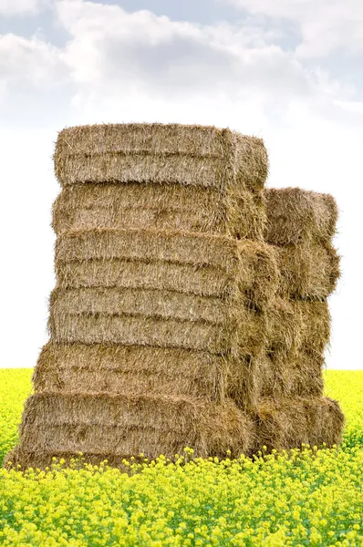 Bale of hay — Stock Photo, Image