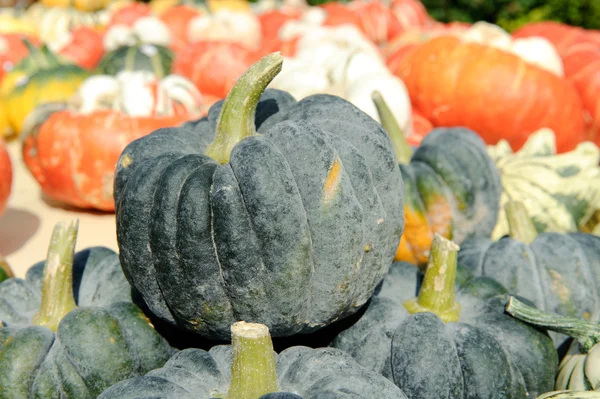 Färgglada pumpor — Stockfoto