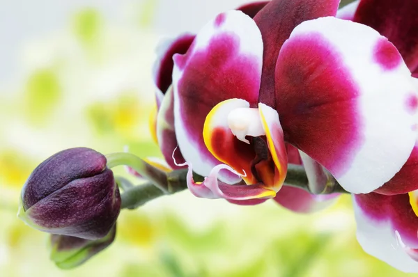 Nahaufnahme auf einer rosa-weißen Orchidee — Stockfoto