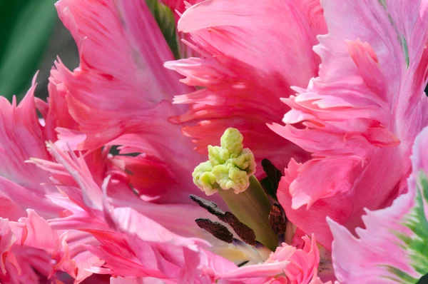 Tulipa rosa — Fotografia de Stock