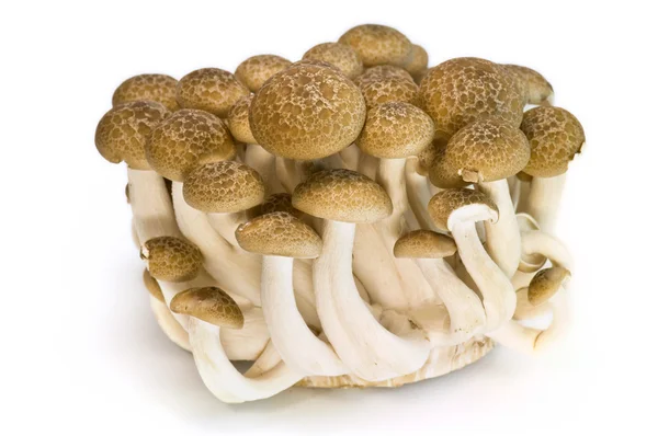 Браун розкладушка гриби — стокове фото