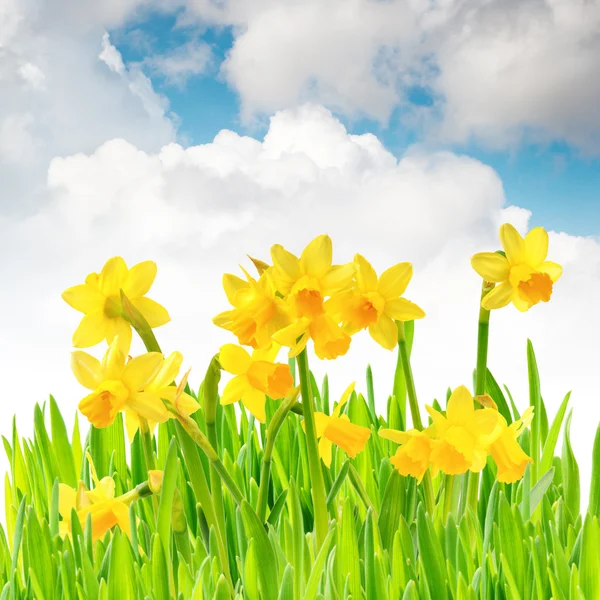 Narciso na grama fresca da primavera — Fotografia de Stock