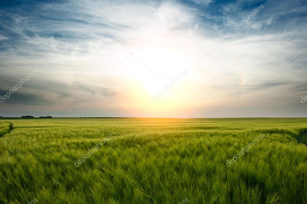 Sunset over wheat field