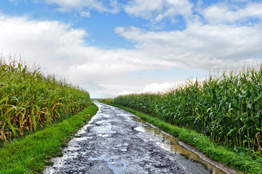 Country road between corn fields