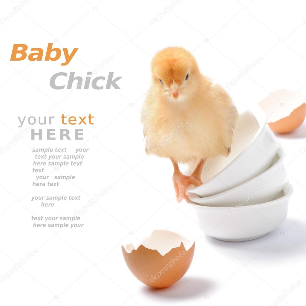 Baby chick sitting on stacked bowls