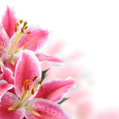 Pink lilies clipart