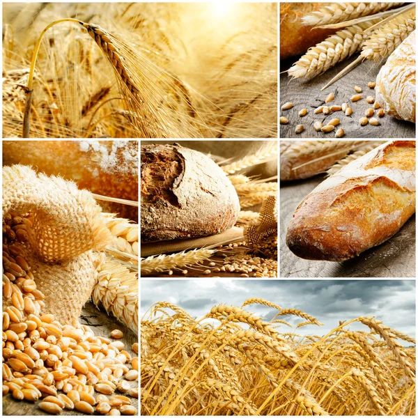 Conjunto de pão tradicional, trigo e cereais — Fotografia de Stock