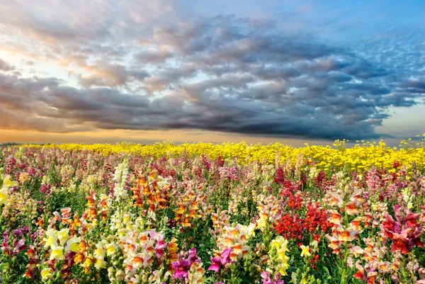 Красочное летнее поле — стоковое фото