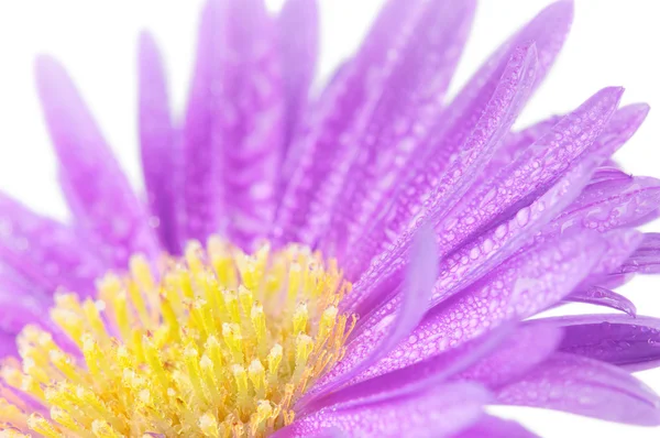 Primo piano sul fiore viola mamma — Foto Stock