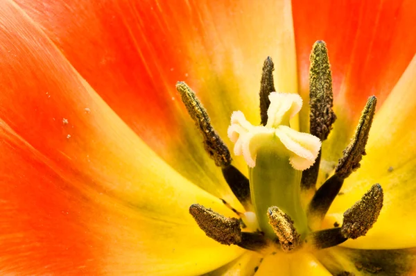 Tulp — Stockfoto