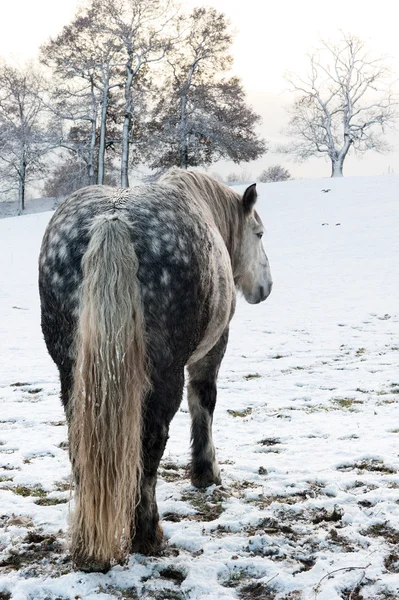 Caballo gris manzana — Foto de Stock