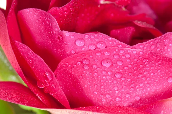 Close-up on a rose — Stock Photo, Image