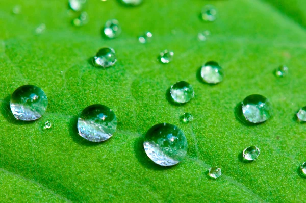 Dewdrops — Stock Photo, Image