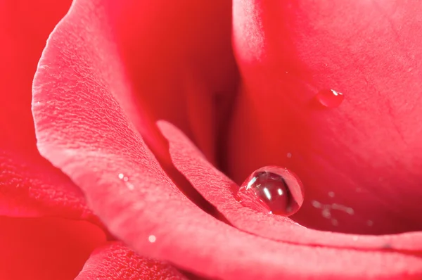 Goccia di rugiada sul petalo di rosa — Foto Stock