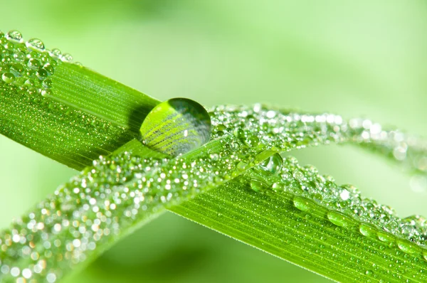 Dewdrops on the grass leafs — Stock Photo, Image