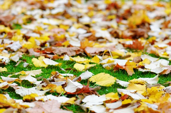 Hojas de otoño sobre hierba verde. DOF poco profundo — Foto de Stock