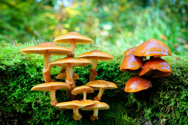 Mushrooms in autumn forest