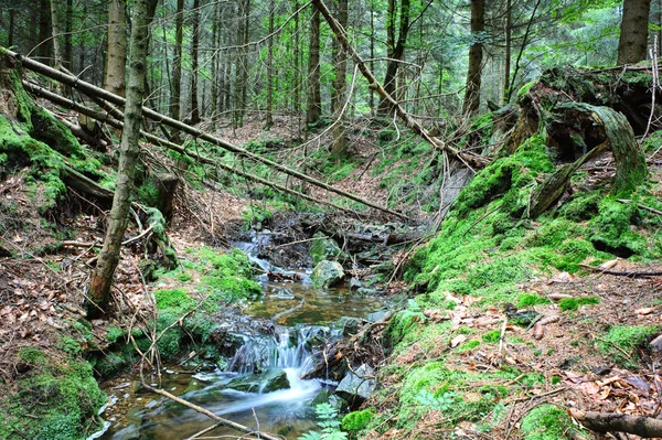 Flusso forestale — Foto Stock