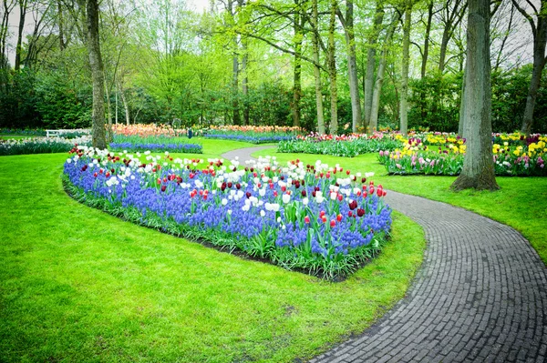 Park with multicolored tulips — Stock Photo, Image