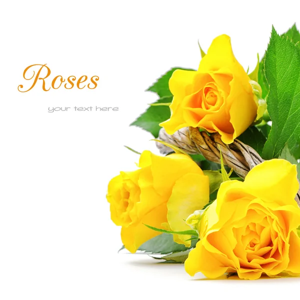 Yellow roses — Stock Photo, Image