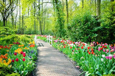 Multicolored tulips in Keukenhof Gardens clipart