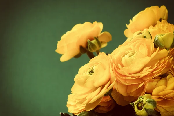 Yellow ranunculus flowers — Stock Photo, Image