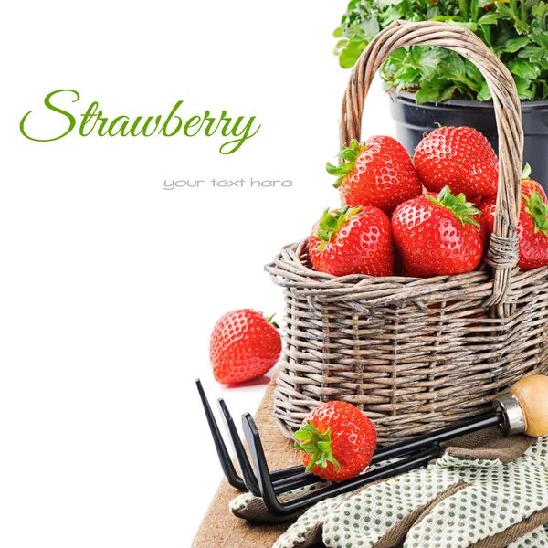 Fresh strawberry in a basket — Stock Photo, Image