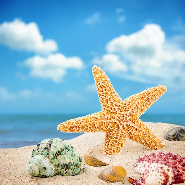 Sea star and colorful shells Royalty Free Stock Images