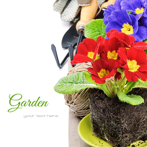 Colorati fiori di primula e attrezzi da giardino — Foto Stock